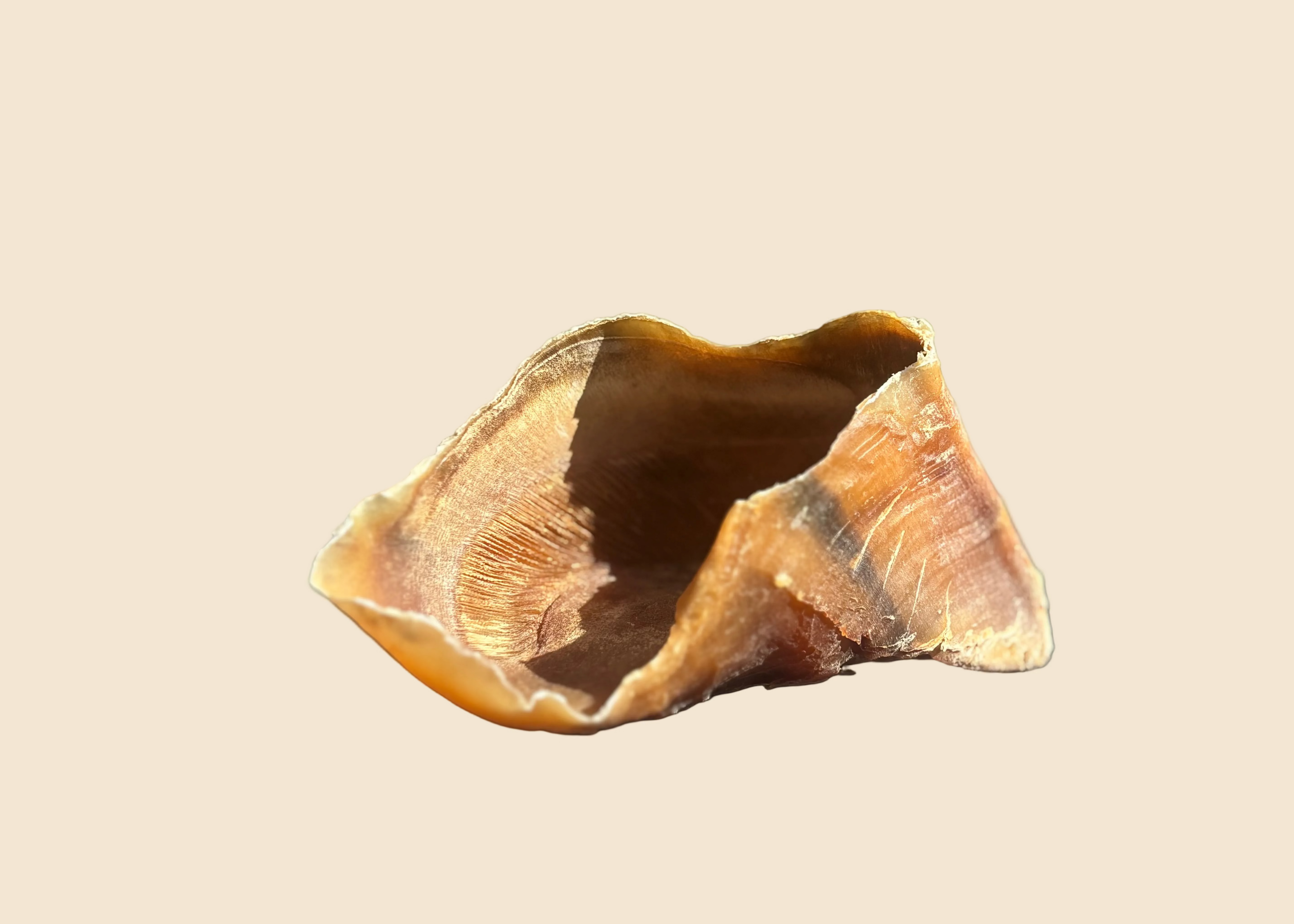 Sabot de boeuf