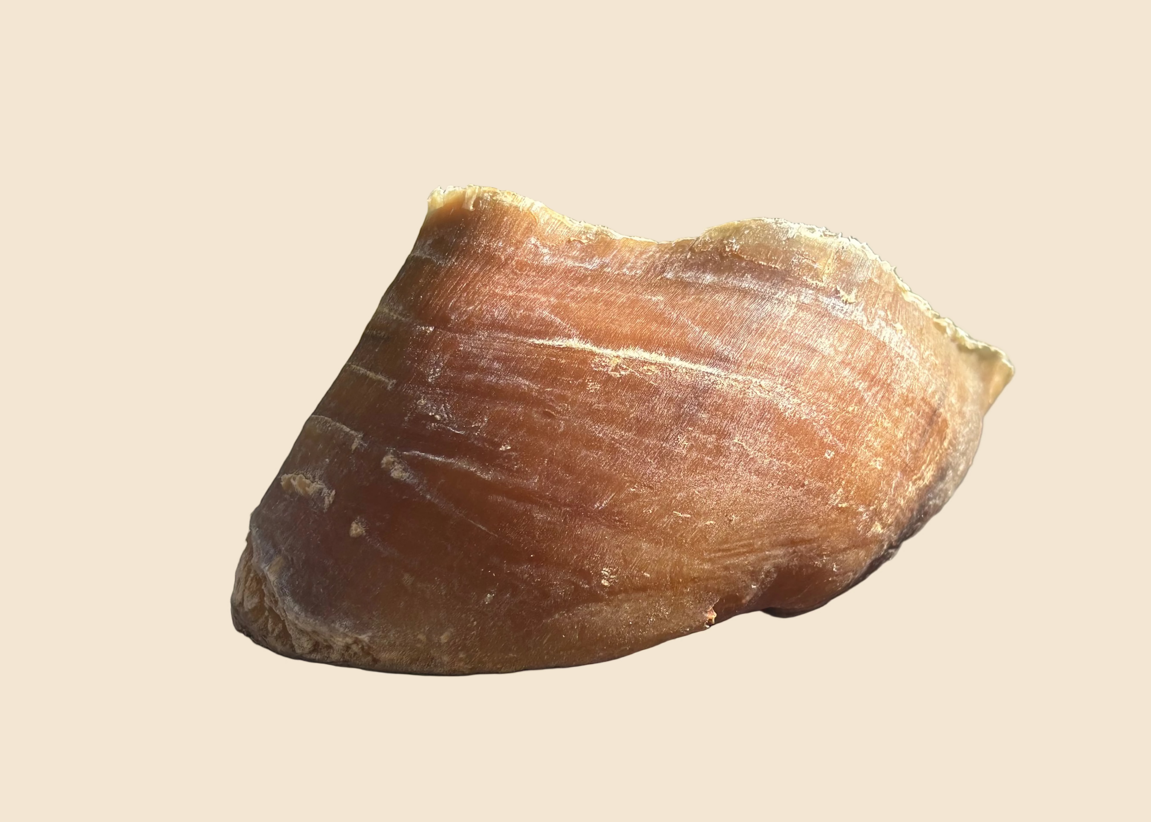Sabot de boeuf