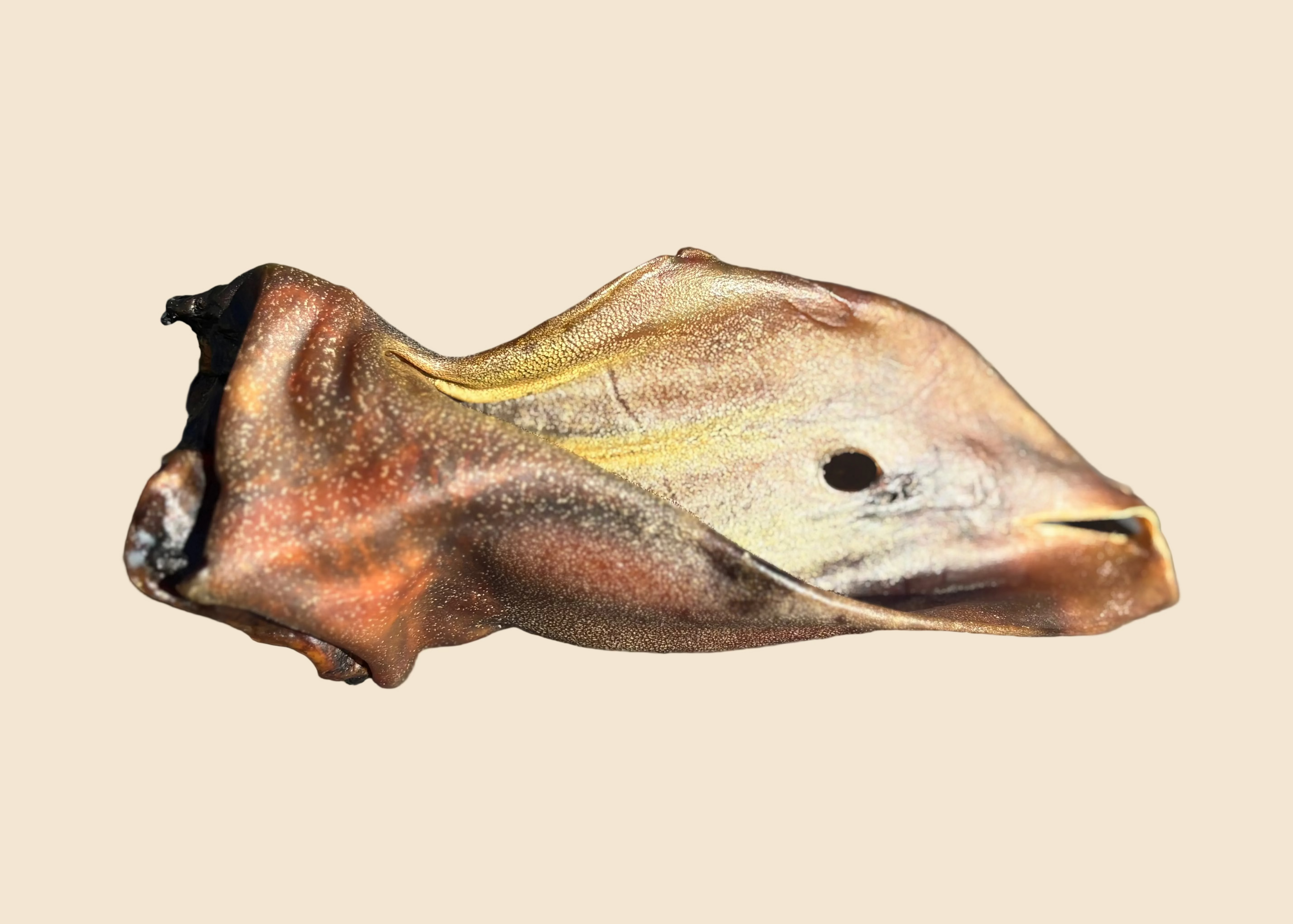 Oreille de boeuf XL