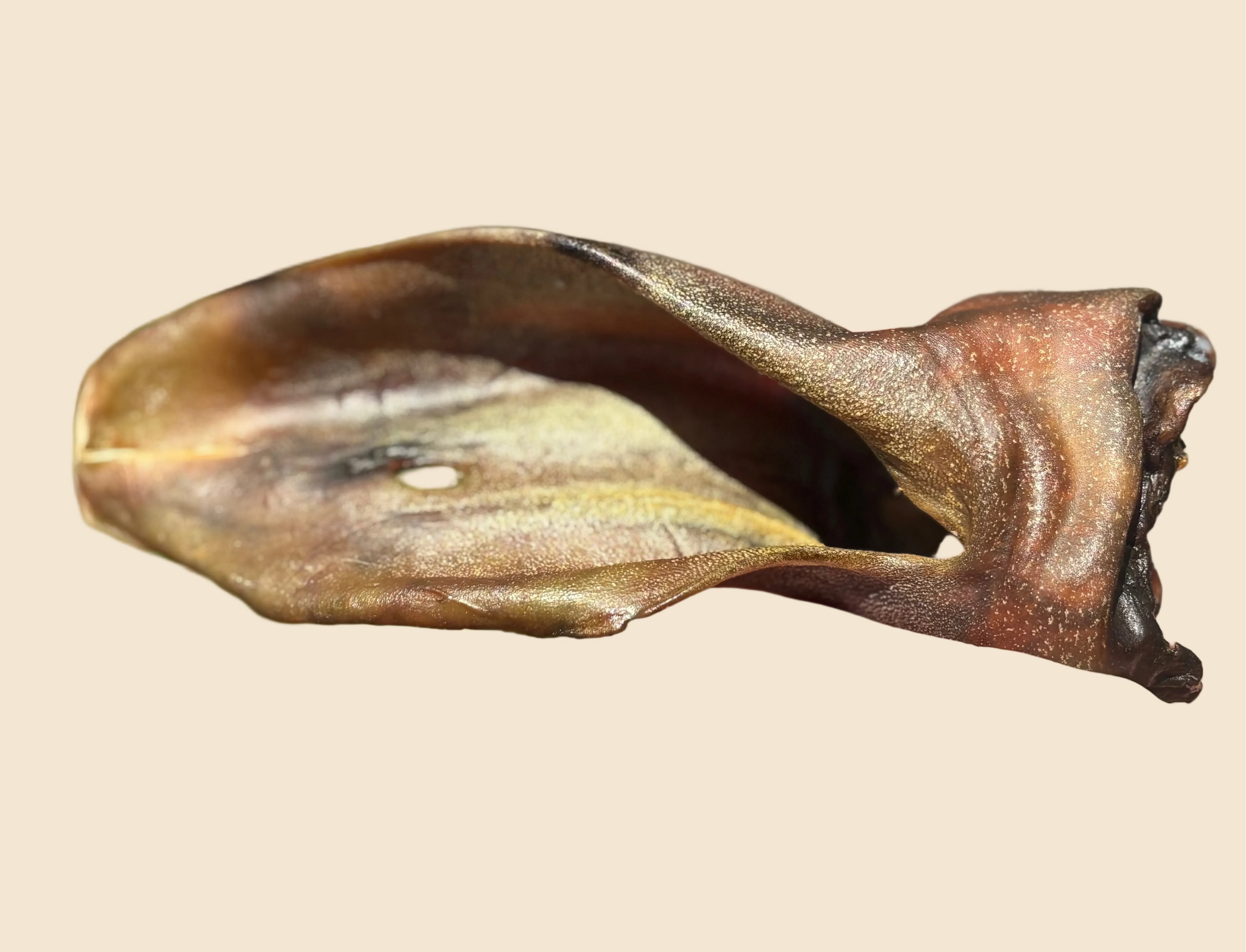 Oreille de boeuf XL