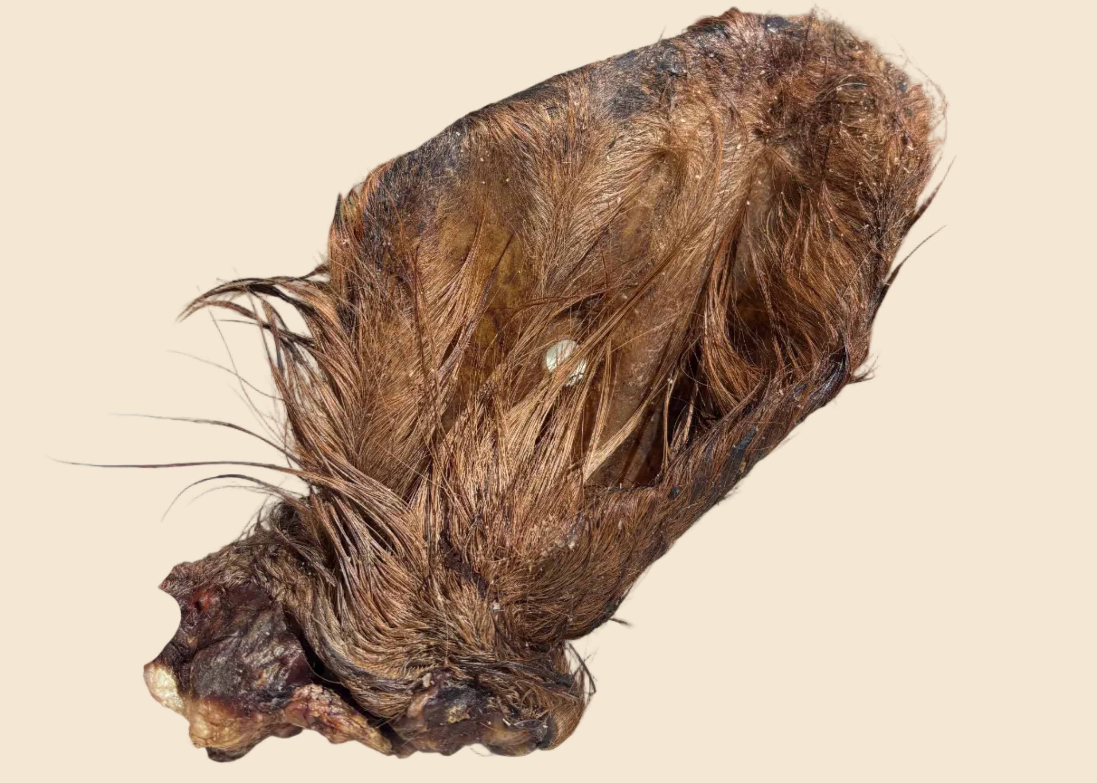 Oreille de boeuf XL avec fourrure